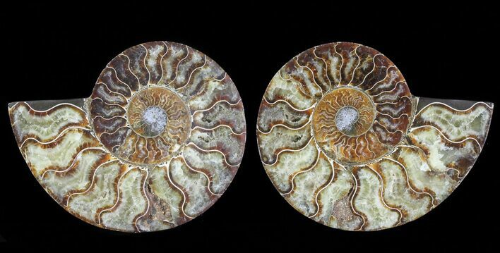 Cut & Polished Ammonite Fossil - Agatized #69019